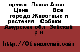 щенки  Лхаса Апсо › Цена ­ 20 000 - Все города Животные и растения » Собаки   . Амурская обл.,Зейский р-н